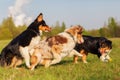 Australian Shepherd dogs running for a toy