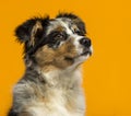 Australian Shepherd in front of an orange backg