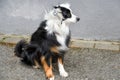 Australian shepherd with fur tousled by the wind