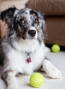 An Australian Shepherd with a guilty look