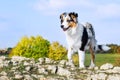 Australian shepherd on the hill