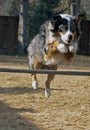 Australian Shepherd Jumping Hurdle