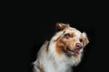 One Australian shepherd dog looking laterally