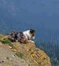 Australian Shepherd on Lookout Royalty Free Stock Photo