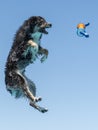 Australian Shepherd in mid air with a tossed toy Royalty Free Stock Photo