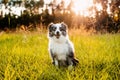 Australian Shepherd. Mini grey and white Aussie with blue eyes