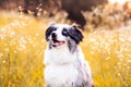 Australian Shepherd. Mini grey and white Aussie with blue eyes