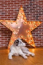 Australian Shepherd, 3 months old Royalty Free Stock Photo