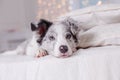 Australian Shepherd, 3 months old Royalty Free Stock Photo