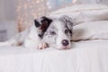 Australian Shepherd, 3 months old Royalty Free Stock Photo