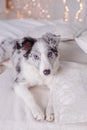 Australian Shepherd, 3 months old Royalty Free Stock Photo