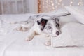 Australian Shepherd, 3 months old Royalty Free Stock Photo