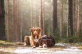 Australian shepherd and Nova Scotia duck tolling Retriever Royalty Free Stock Photo