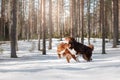 Australian shepherd and Nova Scotia duck tolling Retriever Royalty Free Stock Photo