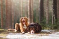 Australian shepherd and Nova Scotia duck tolling Retriever Royalty Free Stock Photo