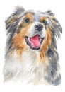 Water colour painting portrait of Australian Shepherd 105 Royalty Free Stock Photo