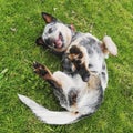 Australian Shepherd playing in the grass