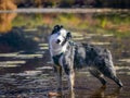 Australian Shepherd Playing in Water Royalty Free Stock Photo