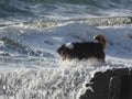 Australian Shepherd playing with water by the sea Royalty Free Stock Photo