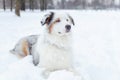 Australian shepherd portrait. Young energetic dog walks.