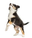 Australian Shepherd puppy, 2 months old Royalty Free Stock Photo