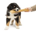 Australian Shepherd puppy, 2 months old, holding Royalty Free Stock Photo