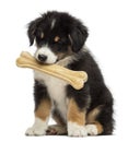 Australian Shepherd puppy, 2 months old, sitting Royalty Free Stock Photo