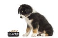 Australian Shepherd puppy, 2 months old, sitting Royalty Free Stock Photo