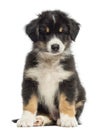 Australian Shepherd puppy, 2 months old, sitting Royalty Free Stock Photo