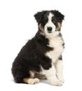 Australian Shepherd puppy, 3 months old, sitting Royalty Free Stock Photo