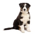 Australian Shepherd puppy, 3 months old, sitting Royalty Free Stock Photo