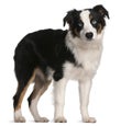 Australian Shepherd puppy, 5 months old Royalty Free Stock Photo