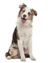 Australian Shepherd puppy, 6 months old, sitting Royalty Free Stock Photo