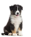 Australian Shepherd puppy, 8 weeks old, sitting