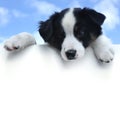 Australian Shepherd Puppy Above a Blank Sign