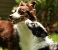 Australian Shepherd puppy and adult