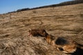 Two dogs play catch-up in field with dry yellow grass on sunny day. Australian Shepherd puppy with ball in mouth is running around Royalty Free Stock Photo