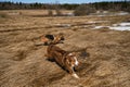 Two dogs play catch-up in field with dry yellow grass on sunny day. Australian Shepherd puppy with ball in mouth is running around