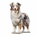 Realistic Australian Shepherd Dog Standing Illustration On White Background