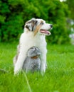 Australian shepherd puppy and cat sitting together on the green Royalty Free Stock Photo