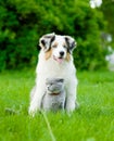 Australian shepherd puppy and cat sitting together on the green Royalty Free Stock Photo