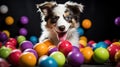 Australian Shepherd puppy with colorful balls. Playful pet on a black background. Royalty Free Stock Photo