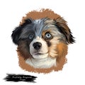 Australian Shepherd puppy dog breed digital art illustration isolated on white. Popular pup portrait with text. Cute pet Royalty Free Stock Photo