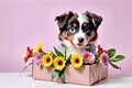 Australian Shepherd gift package children companion