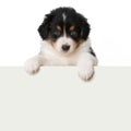 Australian Shepherd puppy looking over a wall