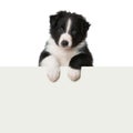 Australian Shepherd puppy looking over a wall