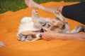 Australian Shepherd puppy lies down in an orange blanket and teases his owner. Playing with human`s fingers. Playing with a small