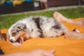 Australian Shepherd puppy lies down in an orange blanket and teases his owner. Playing with human`s fingers. Playing with a small