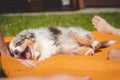 Australian Shepherd puppy lies down in an orange blanket and teases his owner. Playing with human`s fingers. Playing with a small