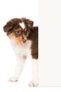 Australian shepherd puppy looking around a corner Royalty Free Stock Photo